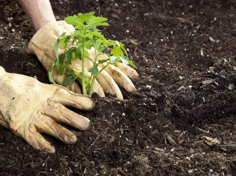 soil