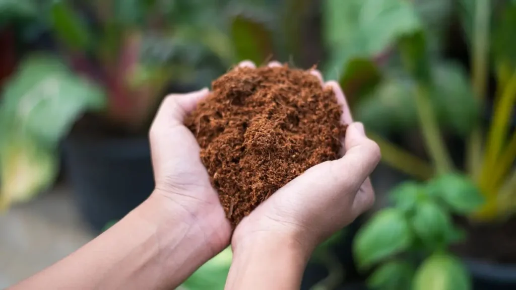 Peat Soil