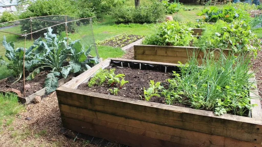 Raised Bed Soil