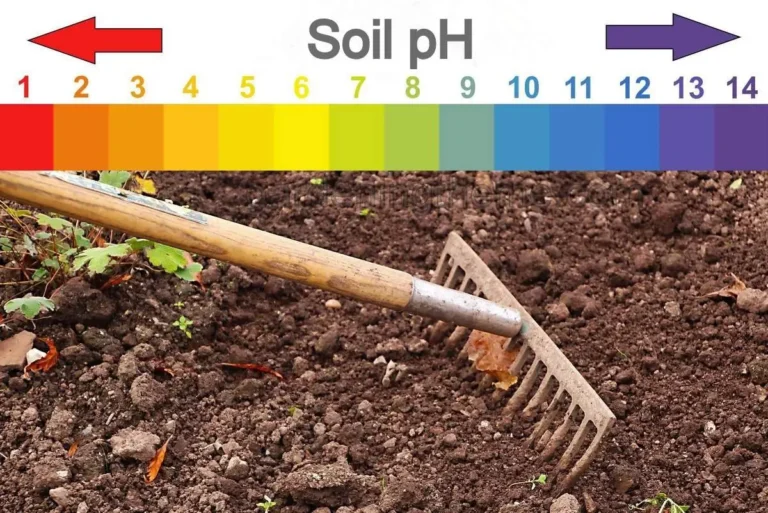 Soil pH