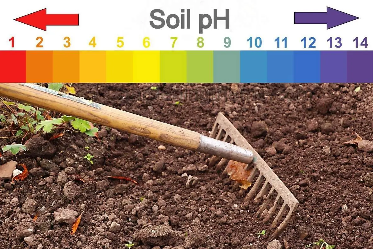Soil pH