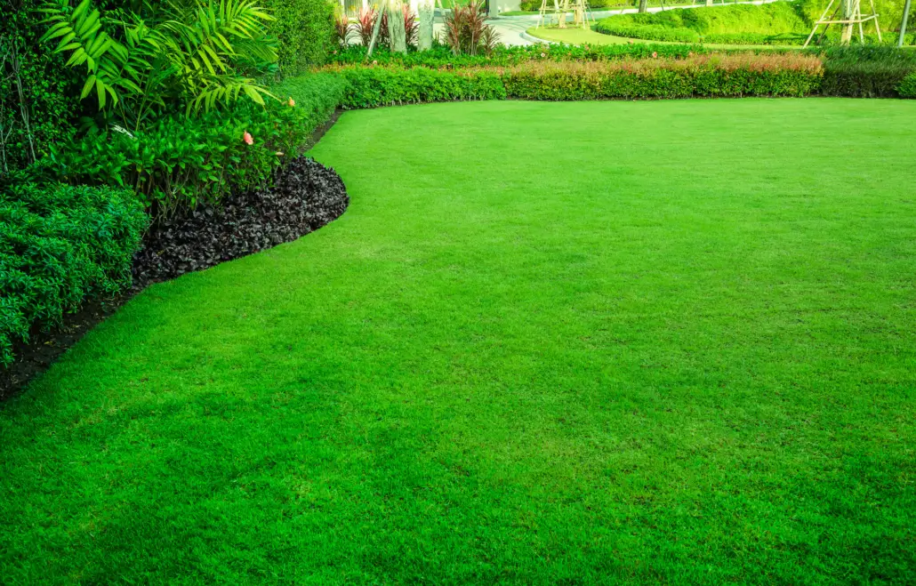 Healthy Lawn